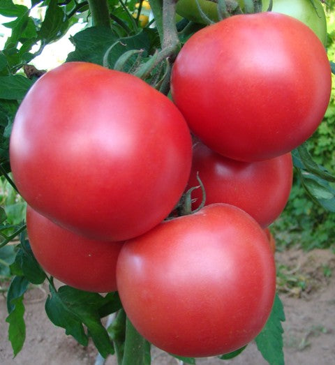 Tomato Seeds（中国 亚洲 番茄 西红柿 种子）