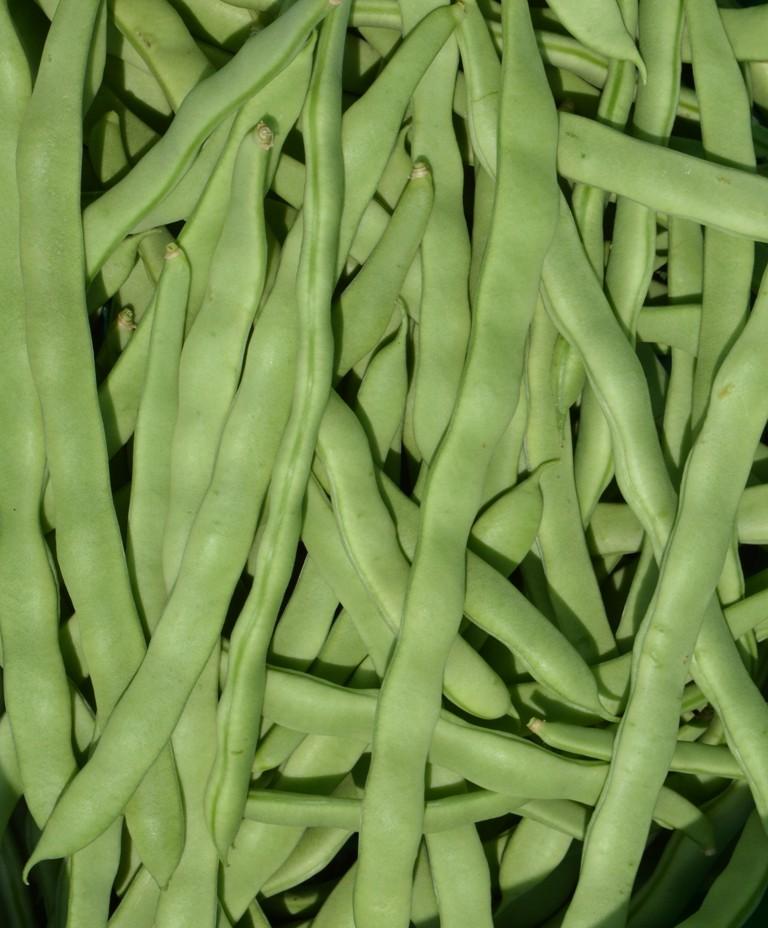 豆ちびです。 Pole Bean Seeds-AgroHaitai Ltd. 芸豆/油豆/罗马豆种子