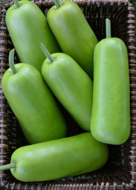 GUAPI種子 Bottle Gourd Green Bottle - Asian Garden 2 Table