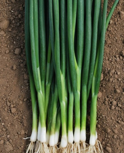 Bunching Onion Seeds-AgroHaitai Ltd. 大葱 小香葱 种子