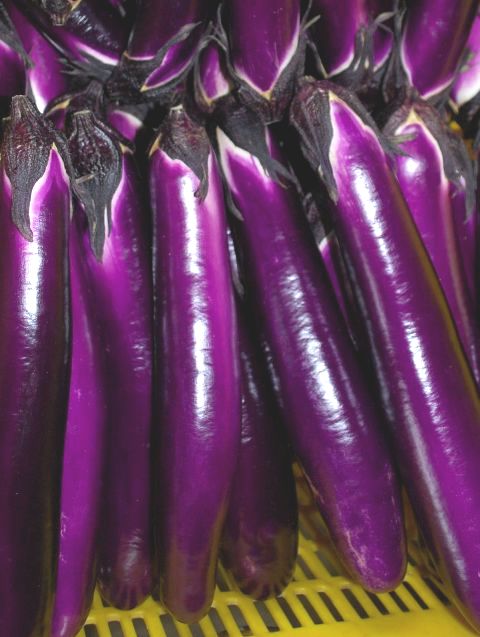 Graines Aubergine Ping Tung (aubergine chinoise)