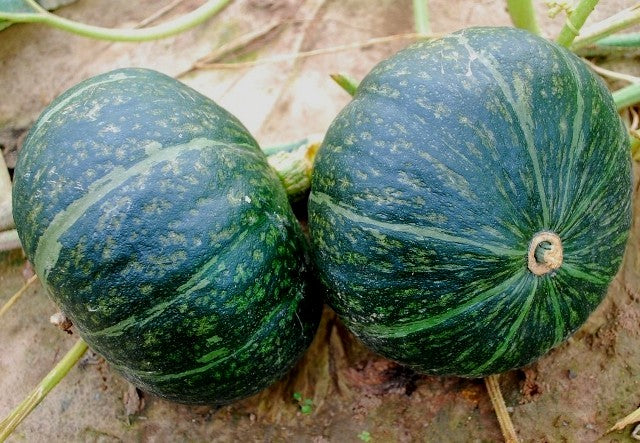 Winter Squash and Pumpkin Seeds (南瓜种子)