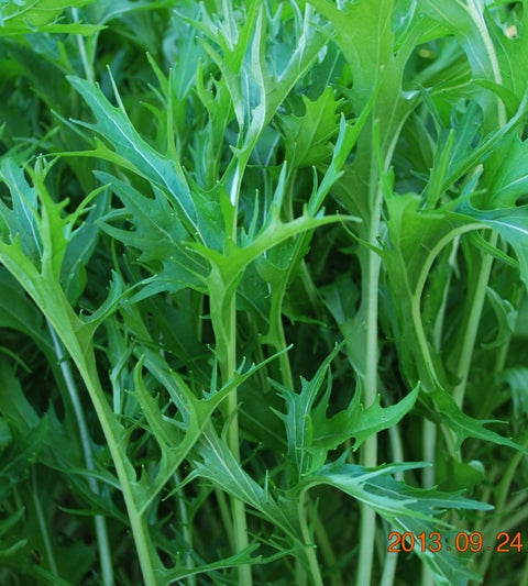 Japanese Mizuna Seeds