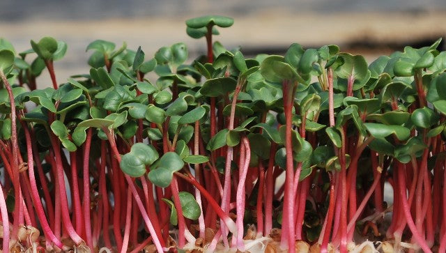 Microgreens 芽苗菜种子