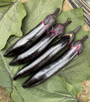 Chinese black eggplant