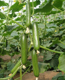 Short beit alpha cucumber