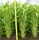 white stem water spinach in green house