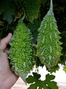 Indian Mini Bitter Gourd/Bitter Melon