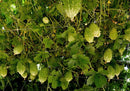 Indian Mini Bitter Gourd/Bitter Melon