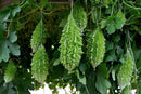 Indian Mini Bitter Gourd/Bitter Melon