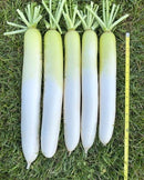 #RA1734-Daikon Summer F1
