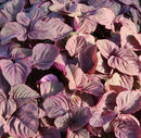 red amaranth