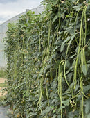Chinese Yard Long Bean
