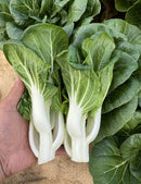 White Pak Choy