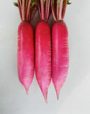 Chinese red skin radish