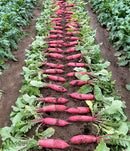 Chinese red skin radish in the field