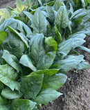 Tai Chi Asian Spinach