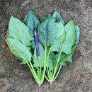 Tai Chi Asian Spinach