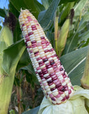 Asian Purple Waxy Corn for sale – high germination rate and sweet sticky texture.