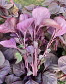 red amaranth