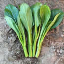 Choy Sum