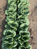 White Pak Choy
