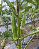 Okra Clemson Spineless 80