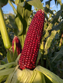 Waxy Corn -TNP-1 F1