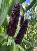 Purple corn cobs on green plants with a blue sky background