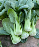 #PG1709-Lunar Queen No. 2 F1