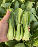 #PG1709-Lunar Queen No. 2 F1