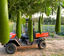 Bottle Gourd-Long Bottle No. 2 F1 from Haitai Seeds