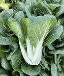 White Pak Choy