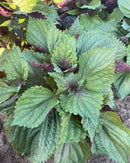 Bicolor Perilla (Shiso)