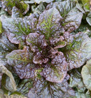 Korean Red Lettuce