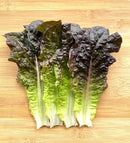 Korean Red Lettuce