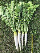 Leaf Radish