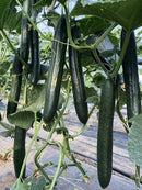 #CM1623-Good Luck F1