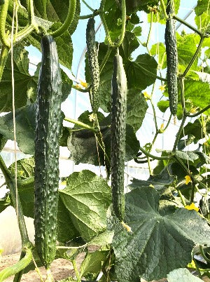 china jade cucumber plant Chinese suyo Long cucumber seed-#CM1590-China Long #2 F1 (华绿2号黄瓜种子) lb