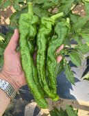 #PP1688-Longjiao B3 F1