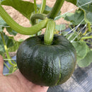 kabocha squash on vine