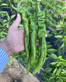 Chinese Long Cayenne Pepper