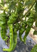 Chinese Long Cayenne Pepper