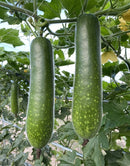 #HG1100-Fuzzy Star F1