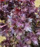 Perilla-Red Shiso No.1