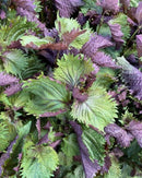 Bicolor Perilla (Shiso)
