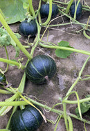 kabocha squash on vine