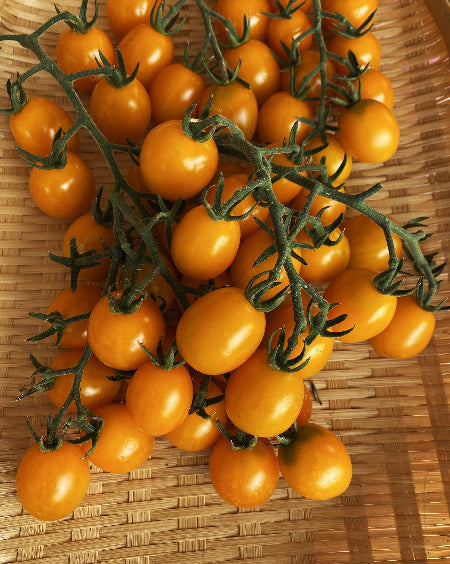 garden pearl tomato seeds Tomato Seeds| #TM1767-Honey Pearl F1 (金蜜珠樱桃番茄 种子) Packet