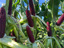 Purple corn cobs on green plants with a blue sky background