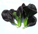 #PG1713-Red Tatsoi